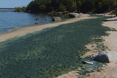 Eutrophication is Lake Winnipeg's biggest problem. The result is algae fouling the lake's marvellous sand beaches. 